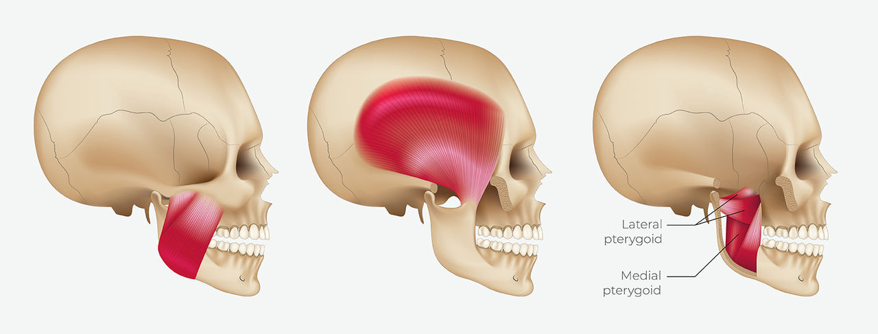 The alternating lateral pterygoid activity 