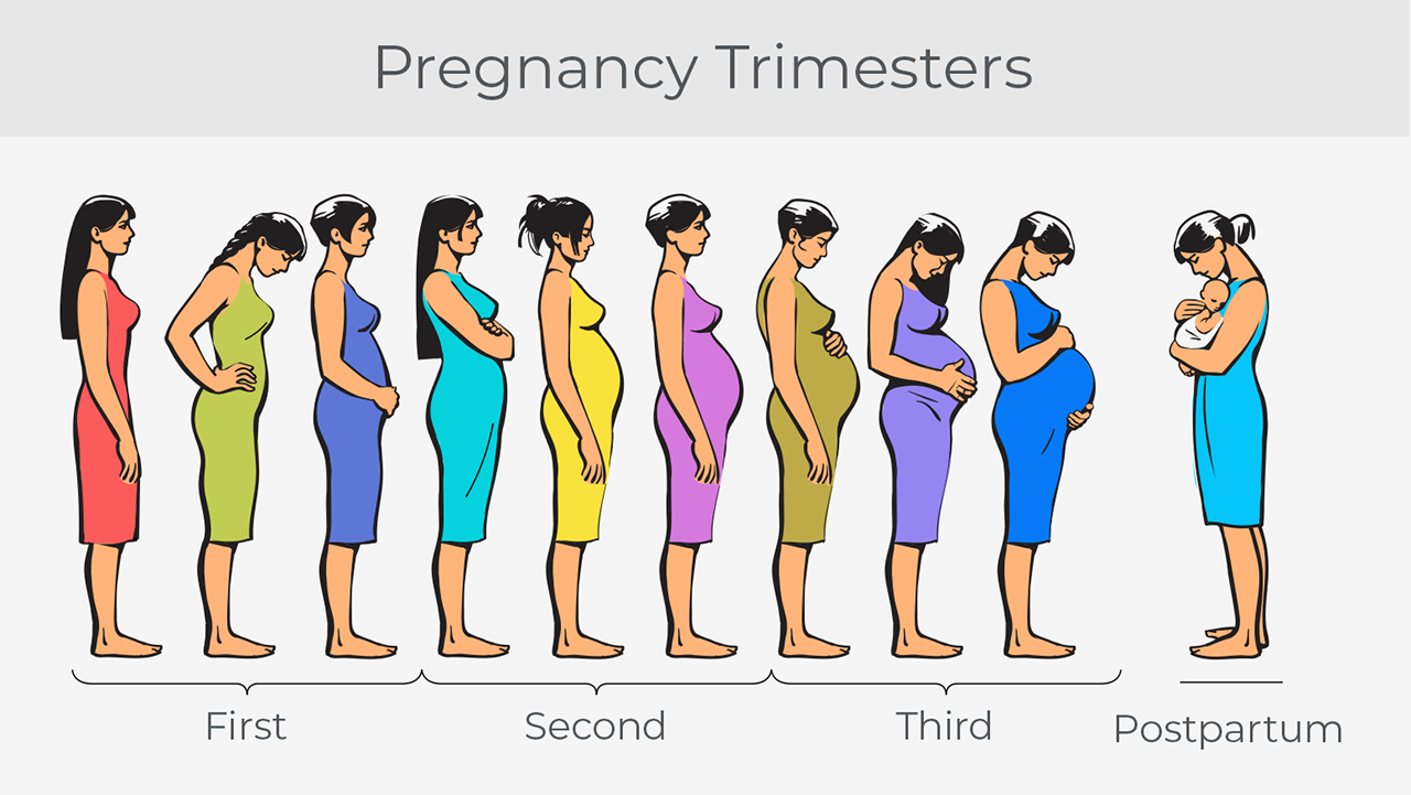 Pregnancy Trimester image Snoring and Pregnancy blog 
