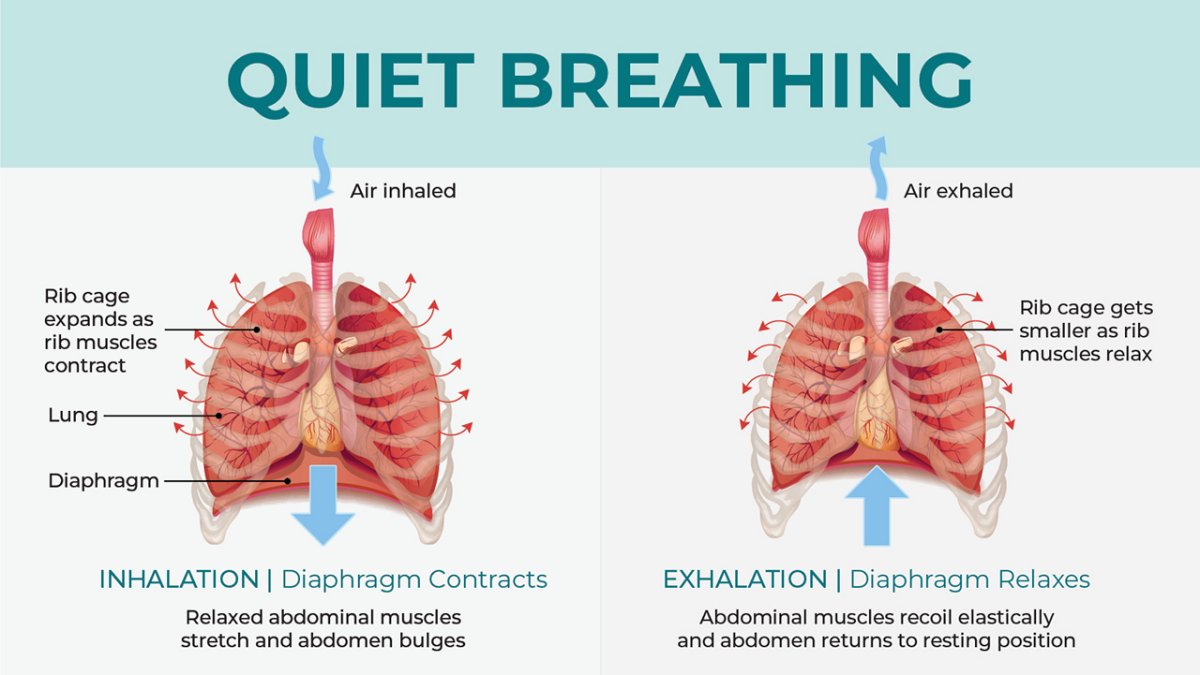 What Is Obstructive Sleep Apnea? Glidewell