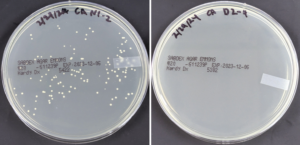 Petri dishes with agar and bacterial growth